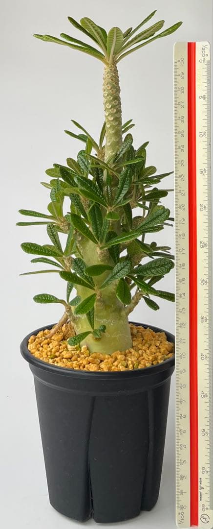 ちゃちゃ丸【レア/塊根植物】ドルステニア ギガス 鉢植え A-6