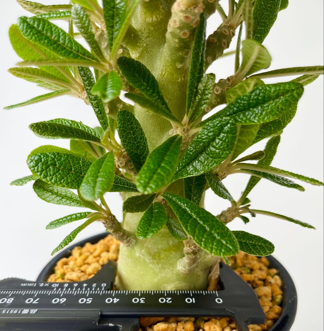 ちゃちゃ丸【レア/塊根植物】ドルステニア ギガス 鉢植え A-6