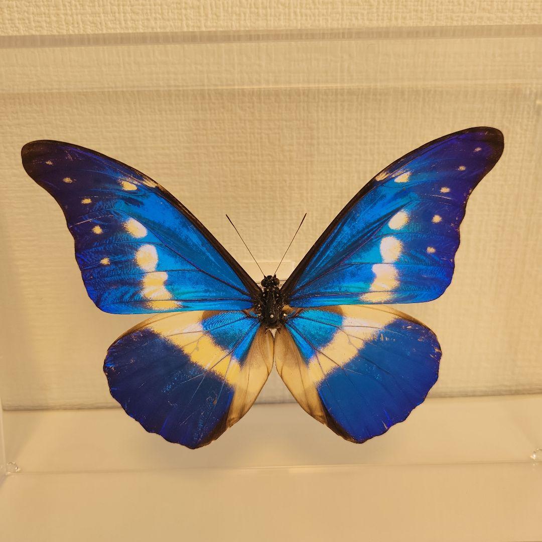蝶の標本　モルフォチョウの世界(珍美)
