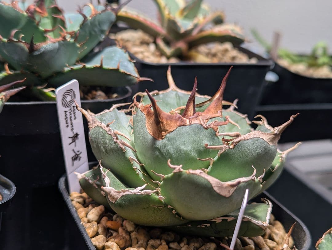 チタノタ「アオガラ 青雀」めちゃくちゃ綺麗な株 タグ鉢付き発送