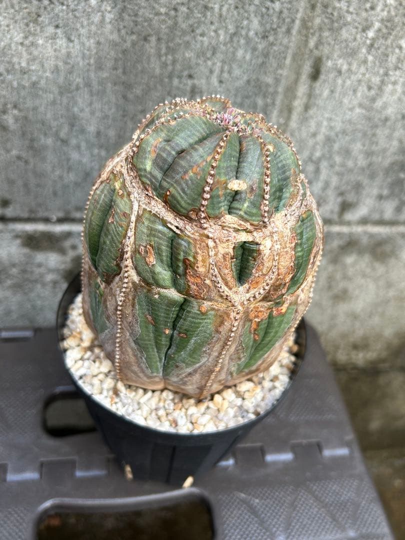 綴化 オベサ 雄 ユーフォルビア