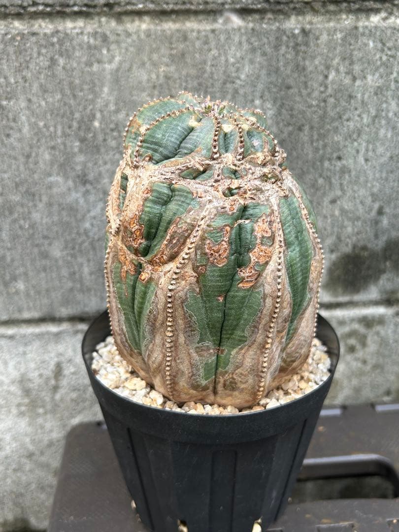 綴化 オベサ 雄 ユーフォルビア