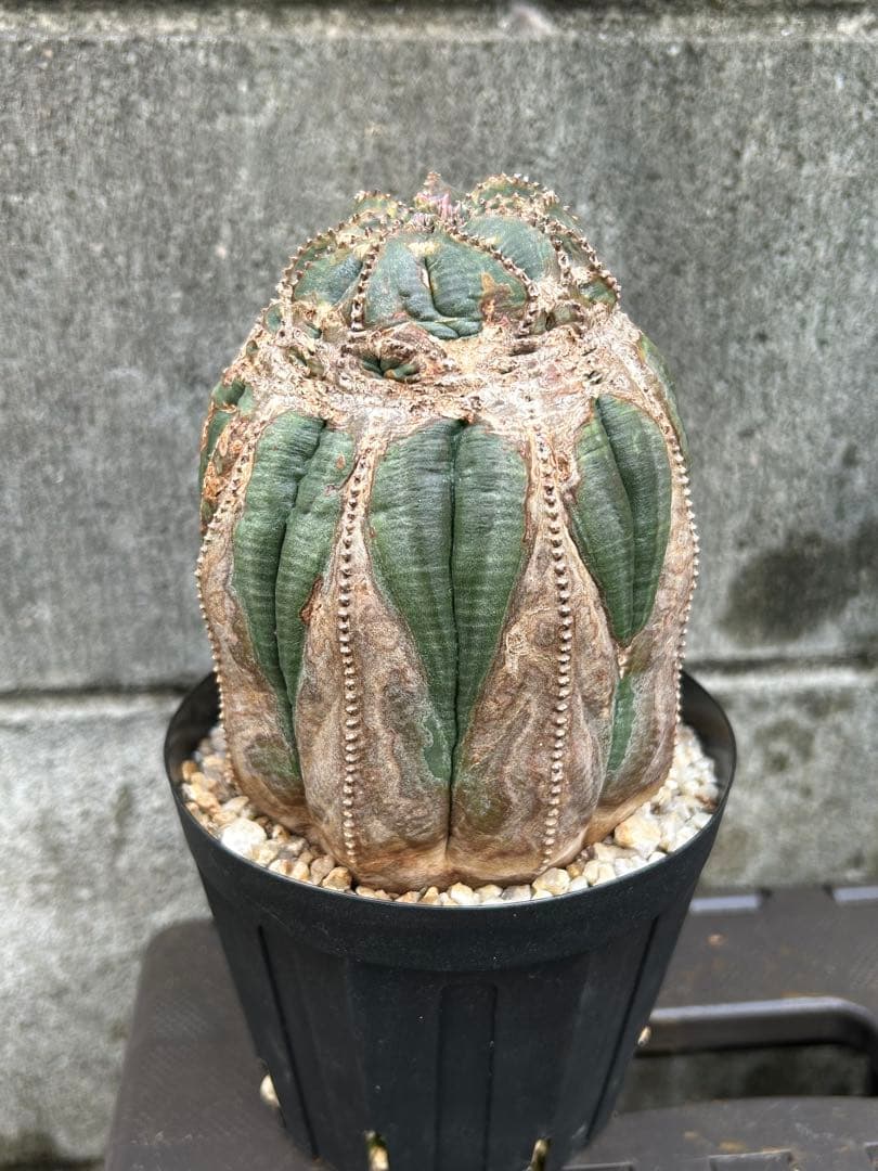 綴化 オベサ 雄 ユーフォルビア