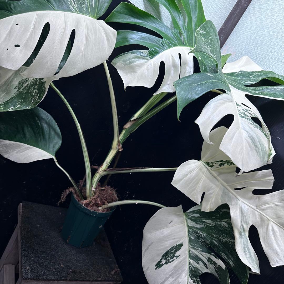 ち*ー様 斑入りモンステラ ホワイトタイガー極美大株82cm白斑多