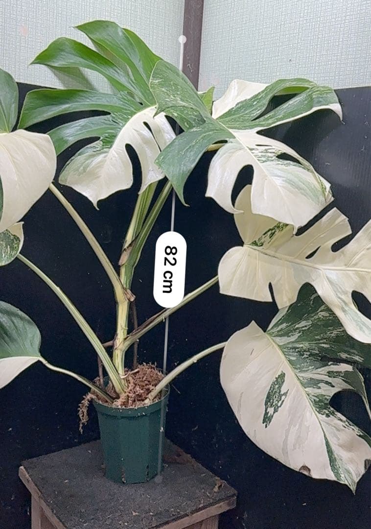 ち*ー様 斑入りモンステラ ホワイトタイガー極美大株82cm白斑多