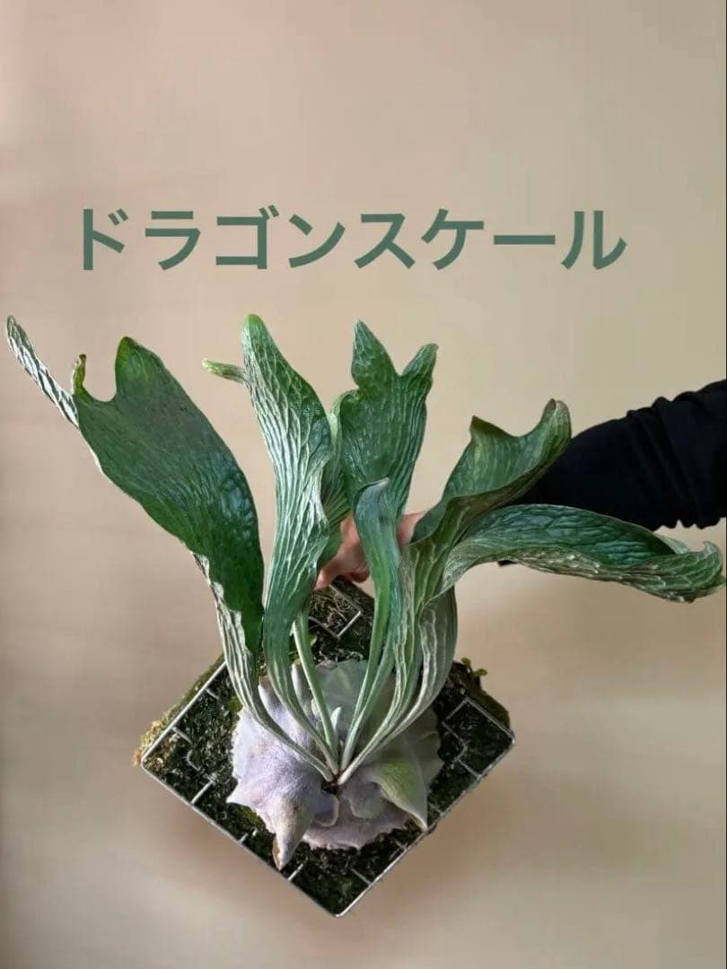 ふ*み様 P. hillii 'Dragon Scale' ②子株ビカクシダ超希