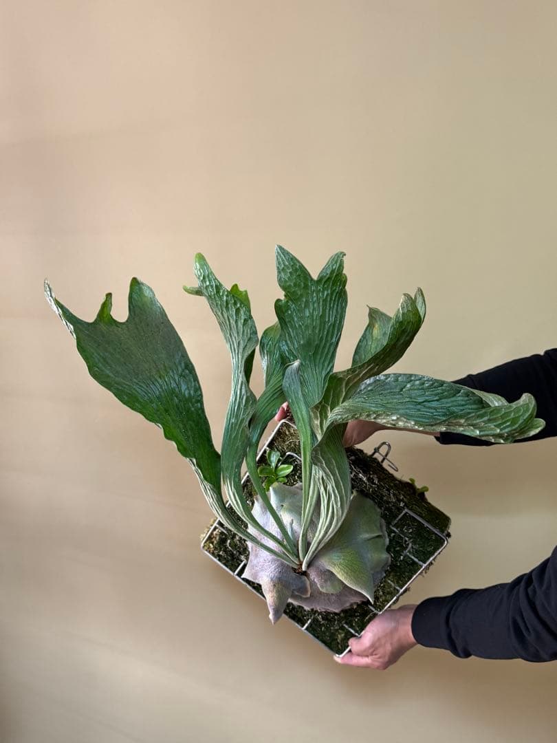 ふ*み様 P. hillii 'Dragon Scale' ②子株ビカクシダ超希