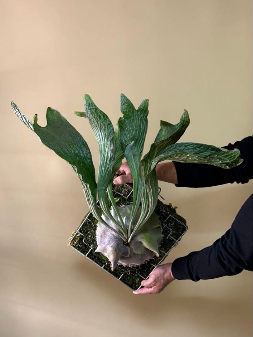 ふ*み様 P. hillii 'Dragon Scale' ②子株ビカクシダ超希