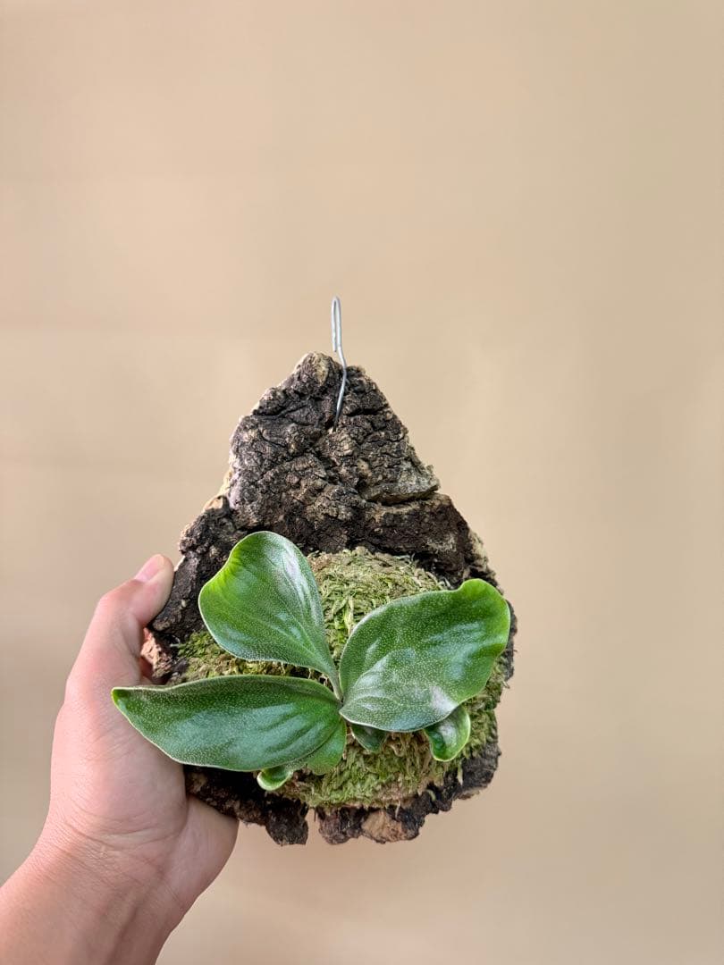 ふ*み様 P. hillii 'Dragon Scale' ②子株ビカクシダ超希