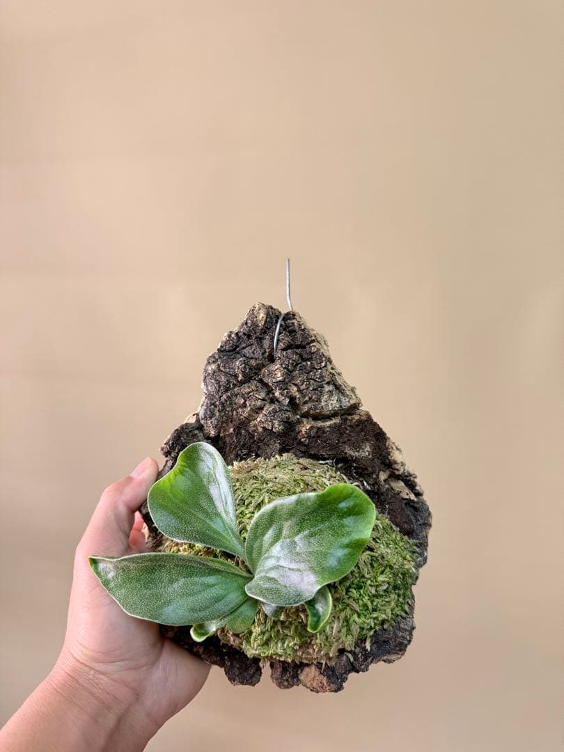 ふ*み様 P. hillii 'Dragon Scale' ②子株ビカクシダ超希