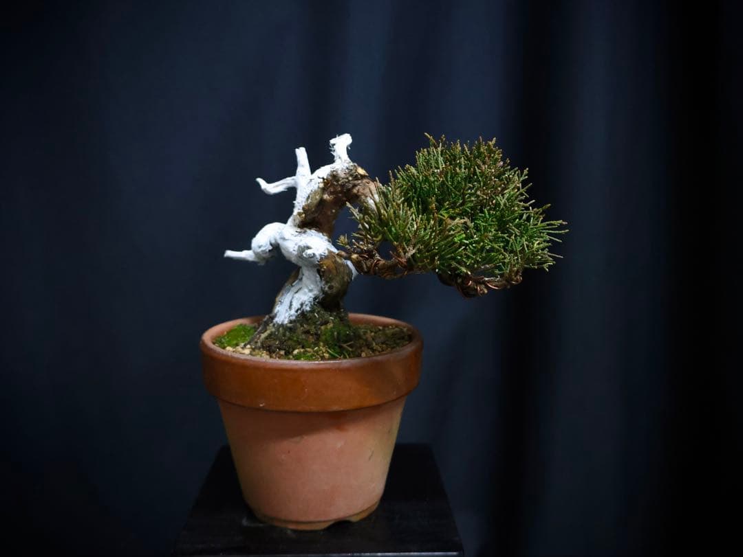 ひ*り様 フォロワー300人記念オークション 糸魚川真柏　葉性抜群　素材小品盆栽