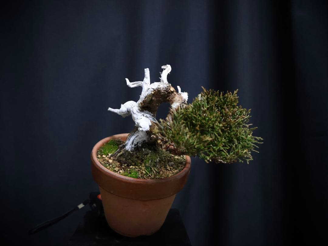 ひ*り様 フォロワー300人記念オークション 糸魚川真柏　葉性抜群　素材小品盆栽