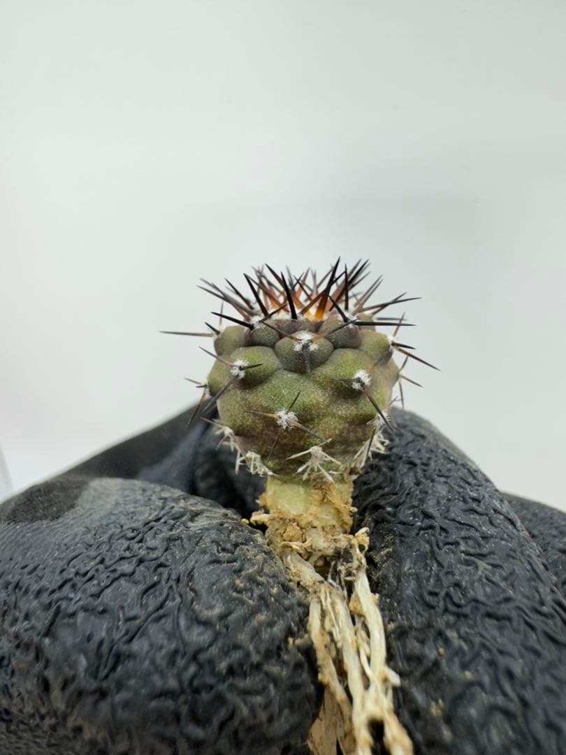 テトラポット様 リクエスト 3点 まとめ商品