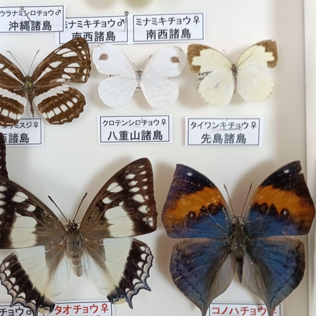 南西諸島の特産蝶47種＝希少フタオチョウ♂♀完品・コノハチョウを含む