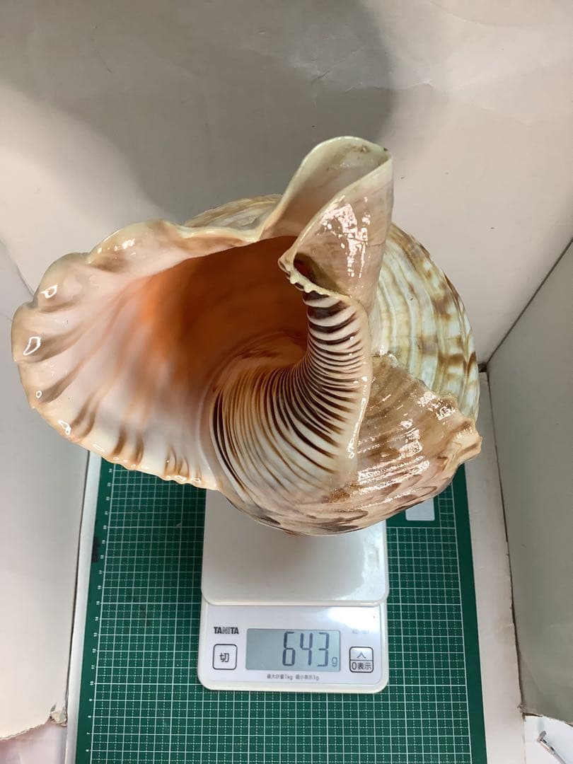 ヤフメリ48・法螺貝・山伏・修験者・金峯山・羽黒山・戦国武将・縁起物・魔除・熊除