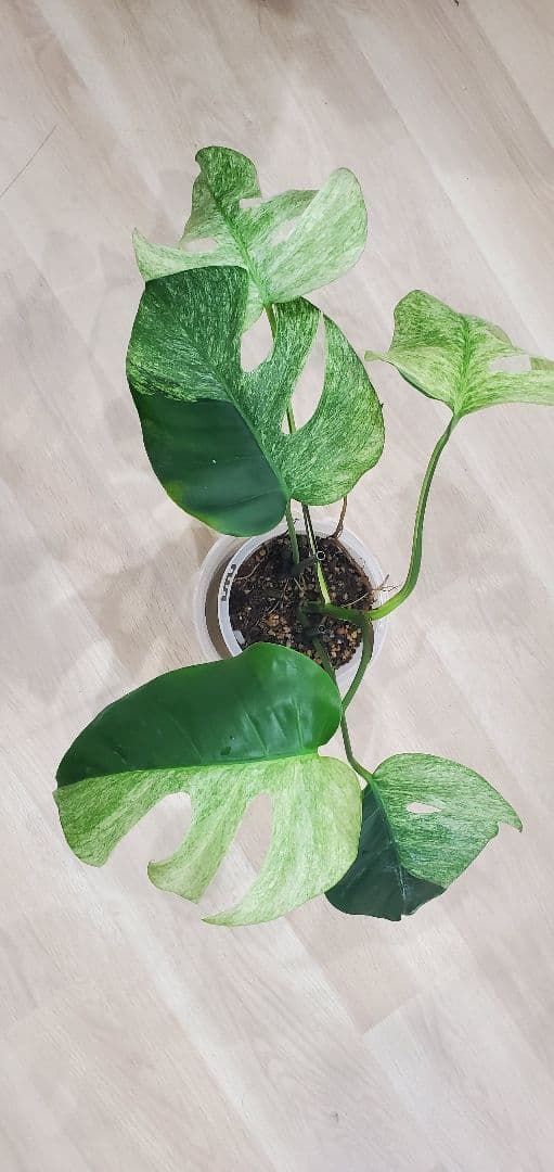 モンステラ ミントMonstera Mint斑入り・良斑・根張り良好