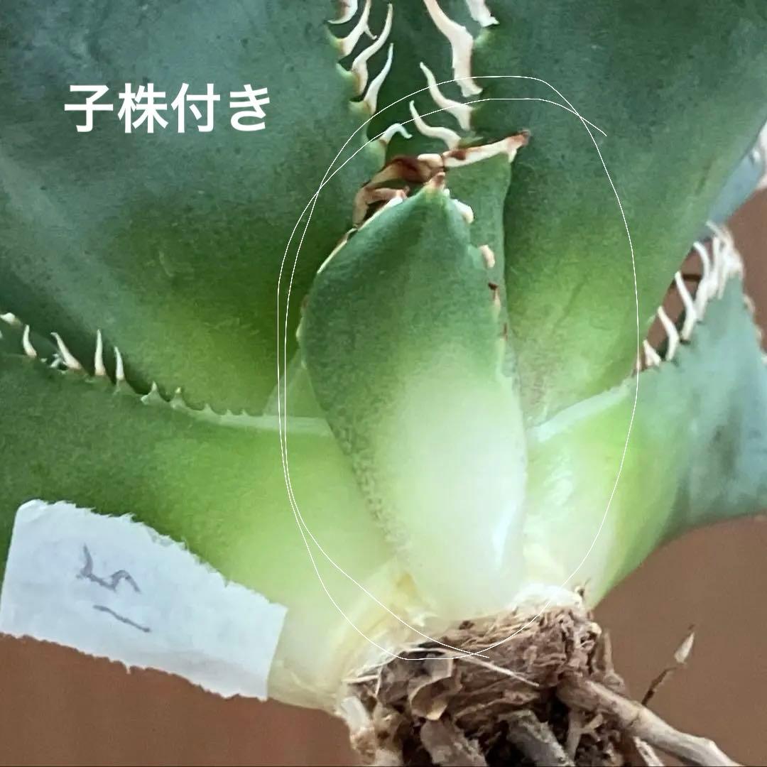 【速達】15 特選　特大　子株付き　アガべ　チタノタ　白豪刺　TC 上澳園芸