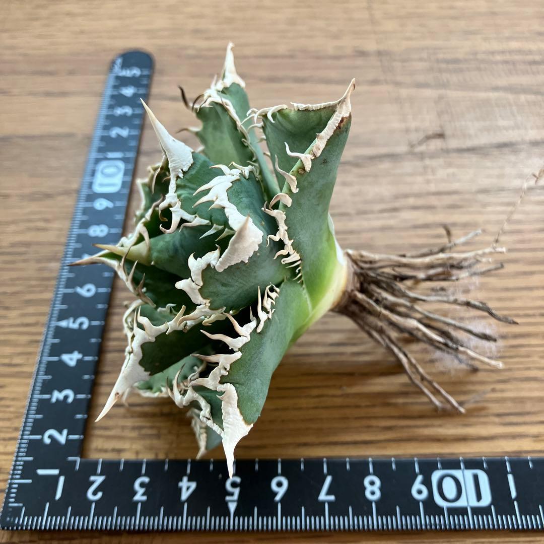 【速達】15 特選　特大　子株付き　アガべ　チタノタ　白豪刺　TC 上澳園芸