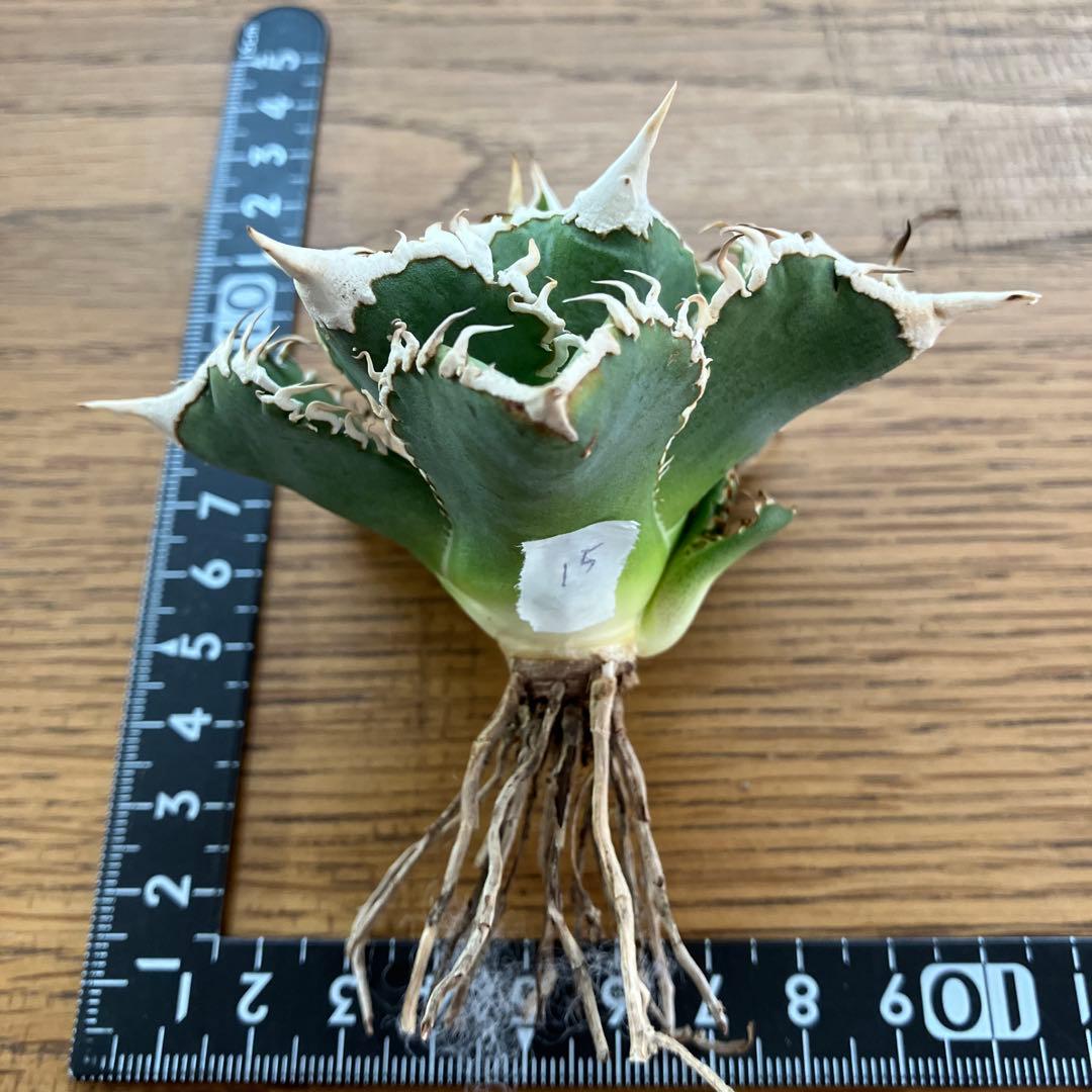 【速達】15 特選　特大　子株付き　アガべ　チタノタ　白豪刺　TC 上澳園芸