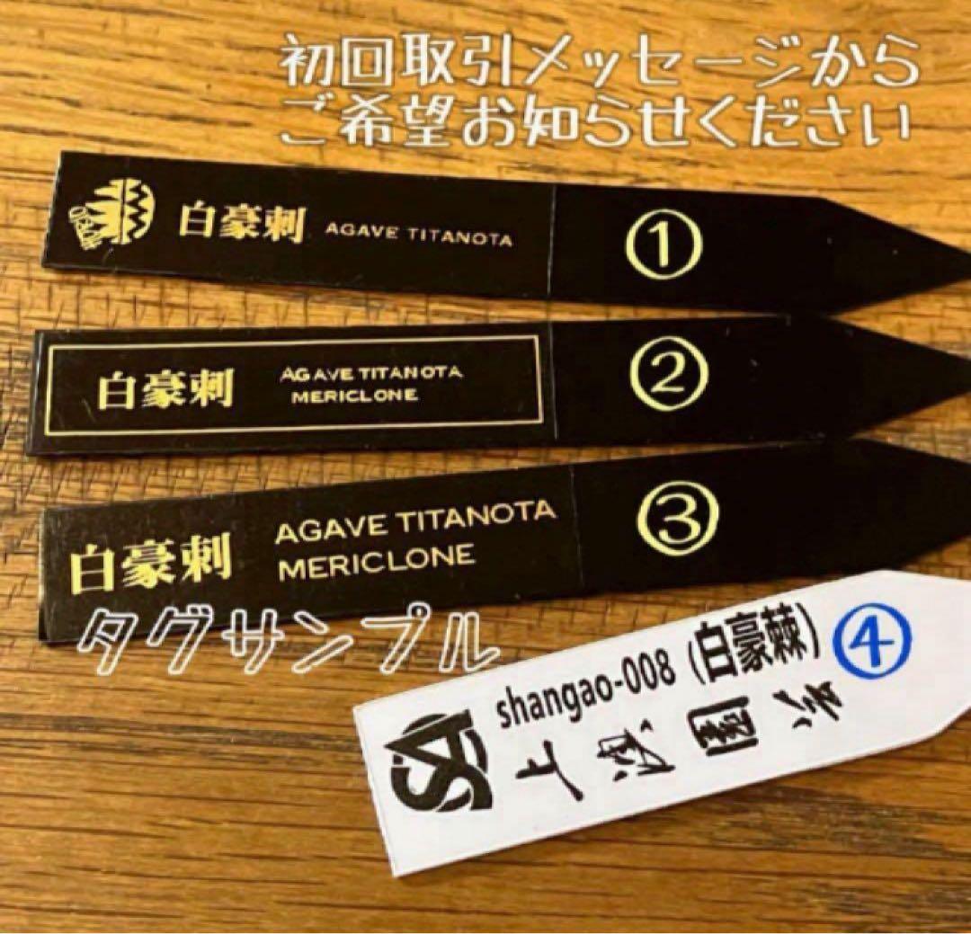 【速達】15 特選　特大　子株付き　アガべ　チタノタ　白豪刺　TC 上澳園芸