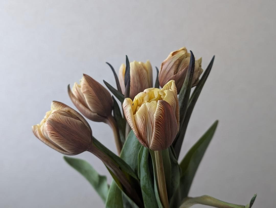 FEB.21 チューリップ☆切り花セット