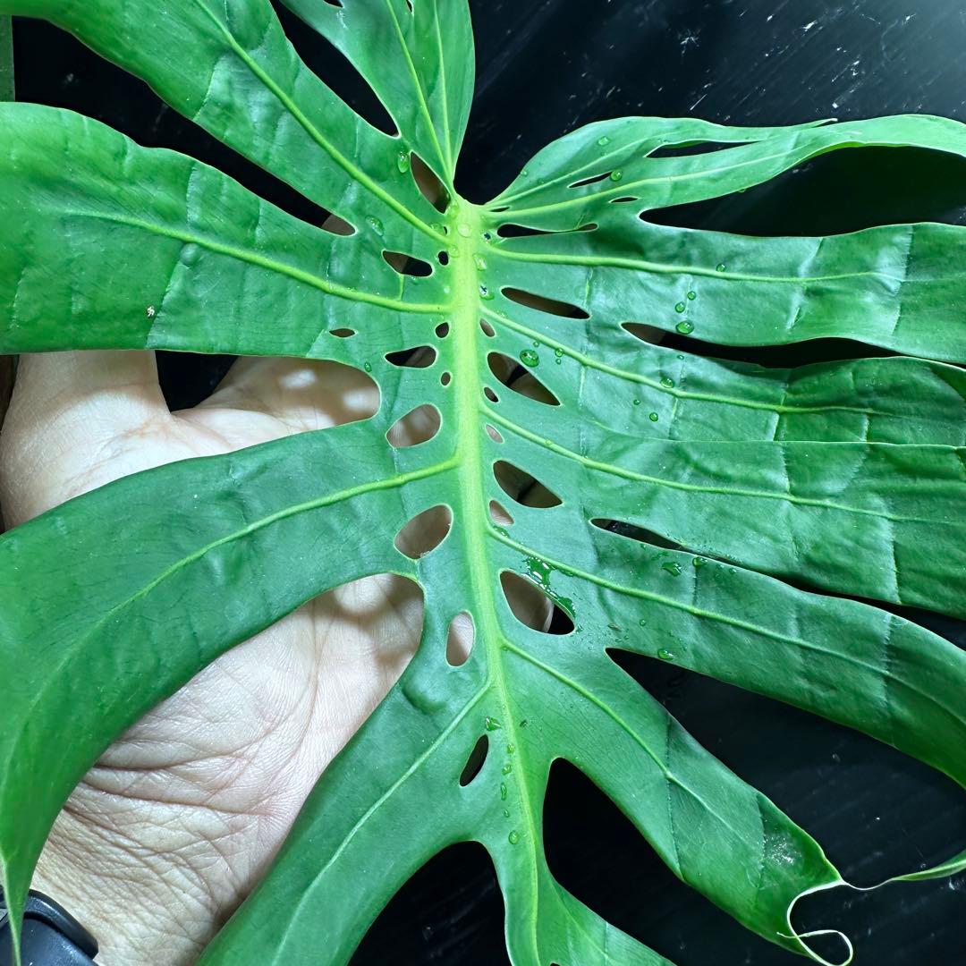 み*き様 モンステラデリシオーサマクロコズム超希少系統鉢植え72㎝