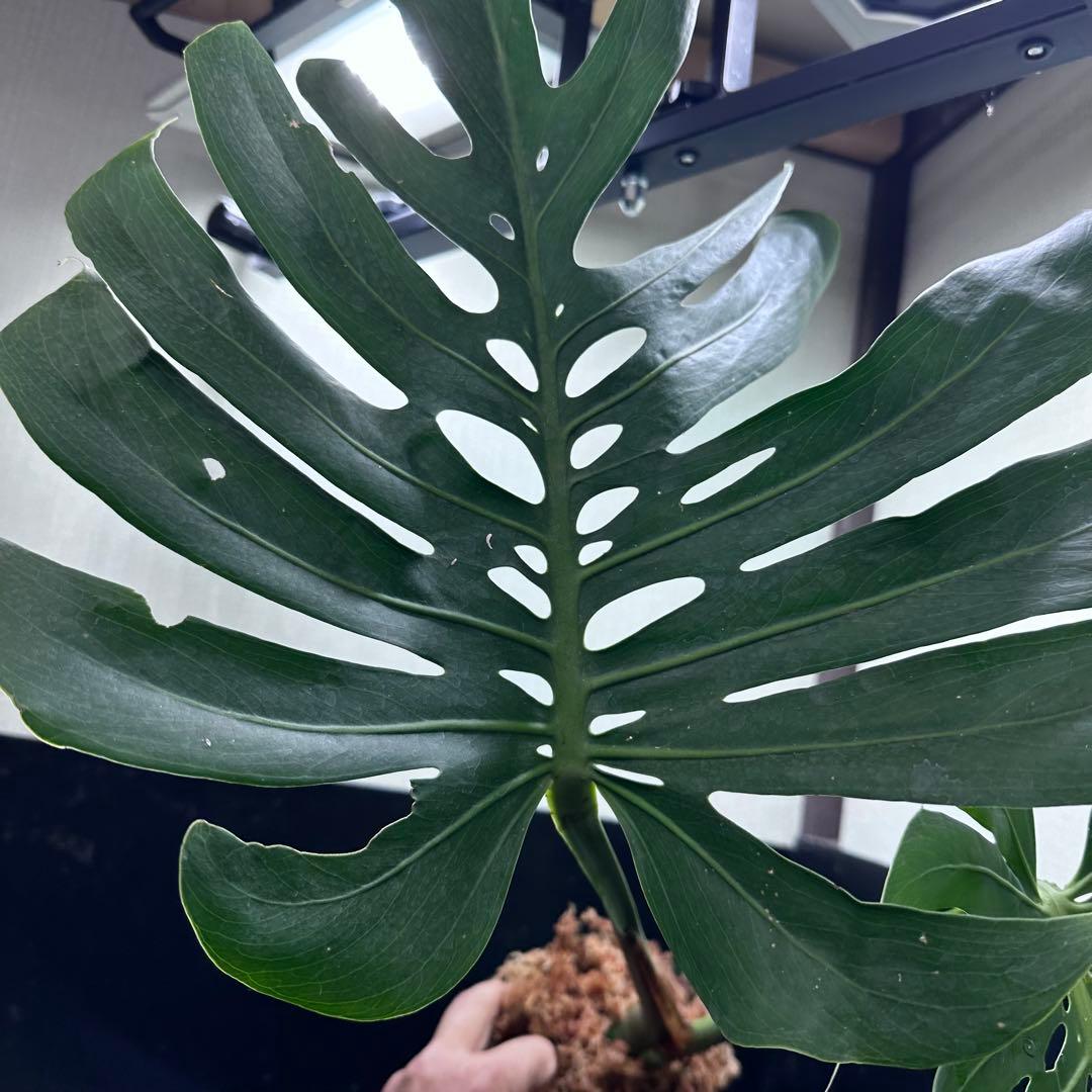 み*き様 モンステラデリシオーサマクロコズム超希少系統鉢植え72㎝
