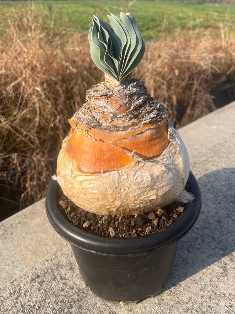 eeff　ブーファン　ハエマンソイデス　鉢ごと発送