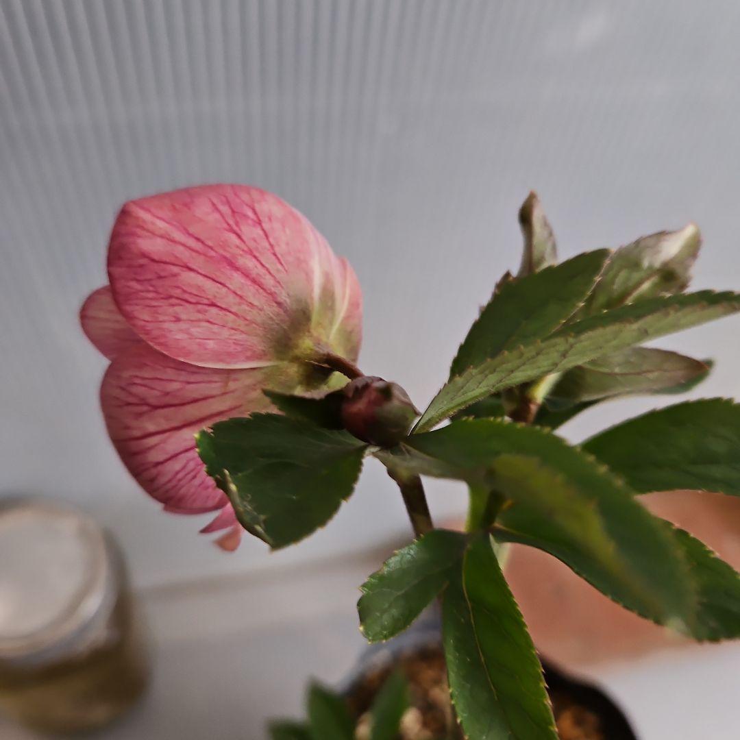 ごまたまご様ご購入苗㉖-205㉖-92クリスマスローズ