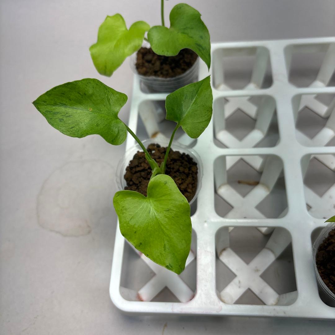 に*y様 5株セットlsw731フィロデンドロン・セローム・斑入り　希少品種　観