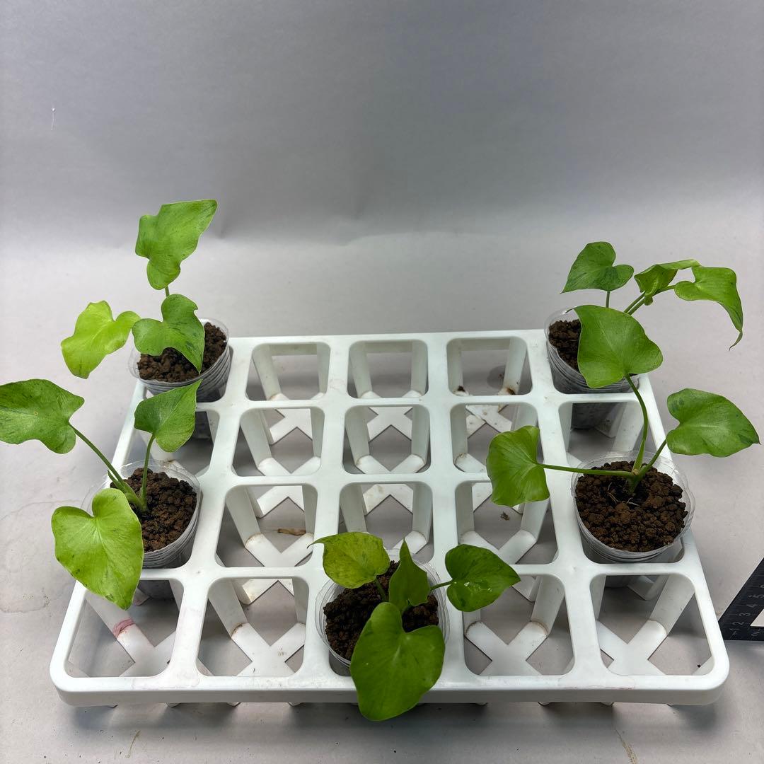 に*y様 5株セットlsw731フィロデンドロン・セローム・斑入り　希少品種　観