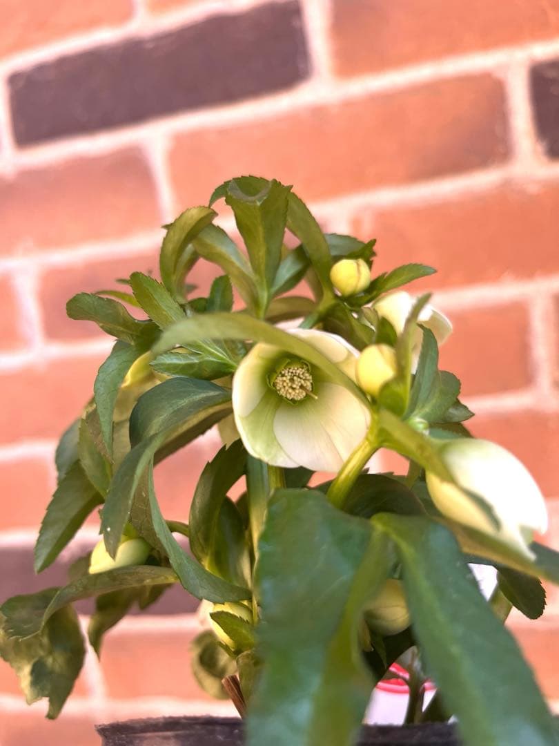 クリスマスローズ　横山園芸　ベビードール