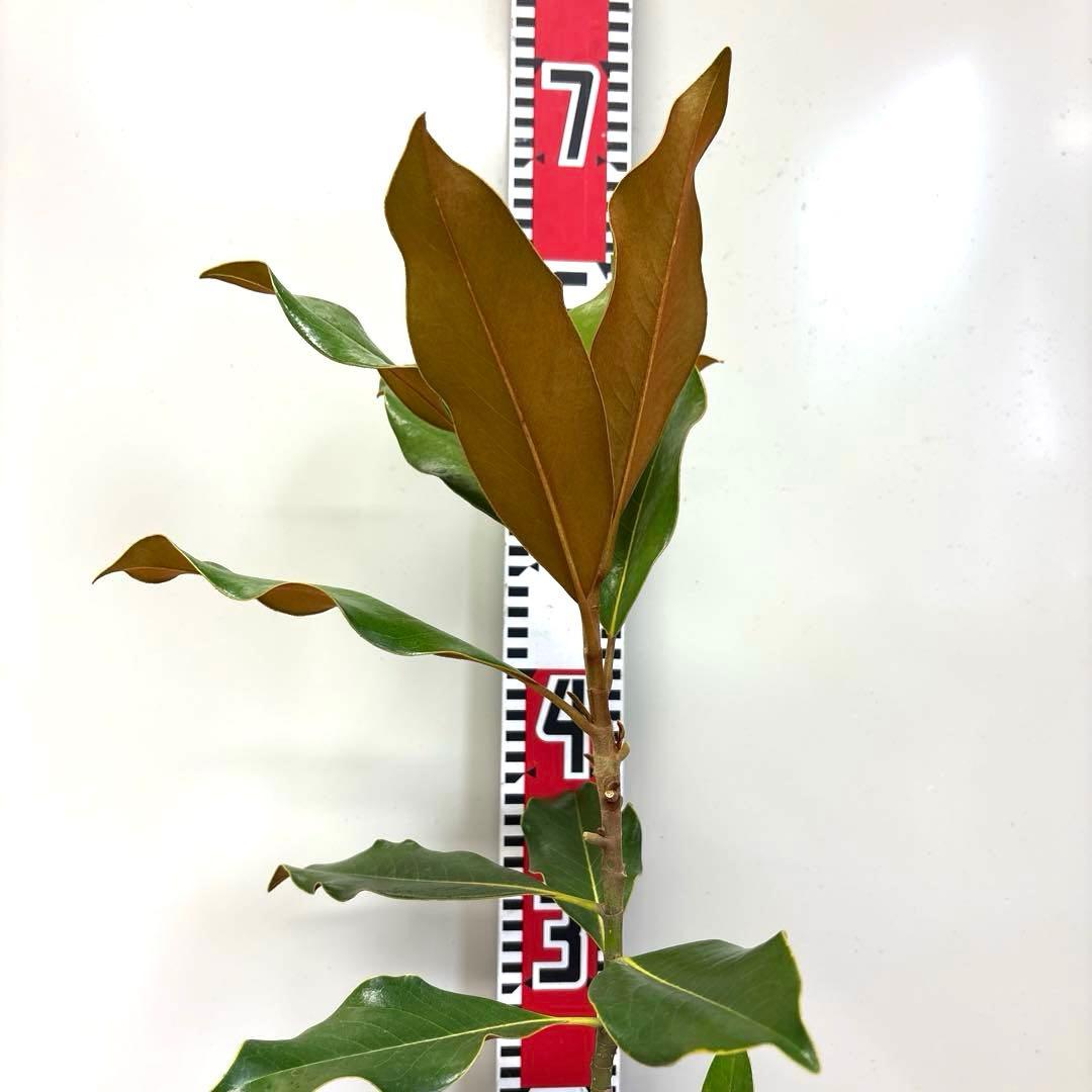 34.ケイパレス マグノリア 泰山木 タイサンボク 苗 苗木 小型品種