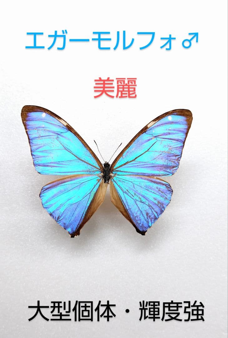 エガーモルフォチョウ♂♀標本 南米ブラジル産♀茶系美麗♂キラキラ感強