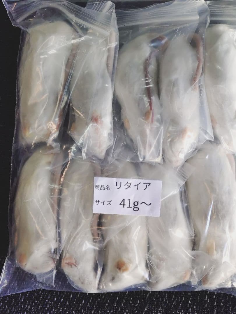 送料無料　冷凍マウスリタイア100匹