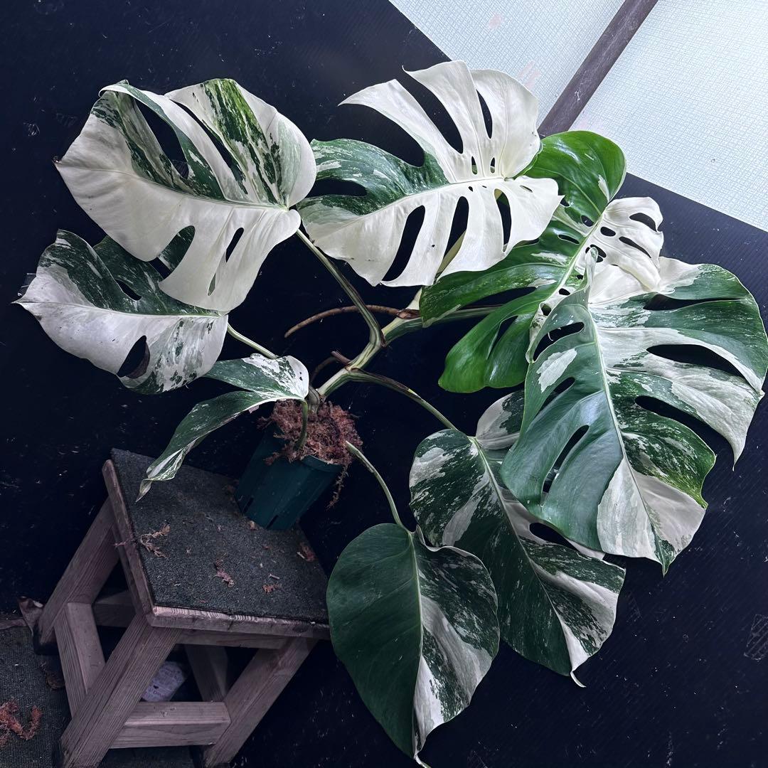 お*め様 斑入りモンステラ ホワイトタイガー極美大株71cm白斑多