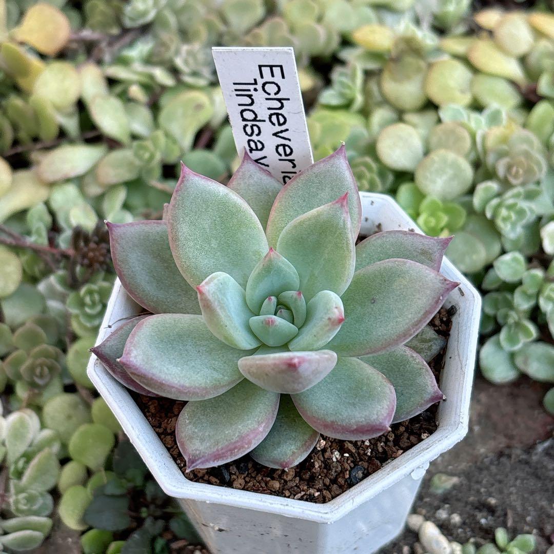 21.【札付き】二瓶リンゼアナ ニヘイリンゼアナ カクタスブライト 多肉植物