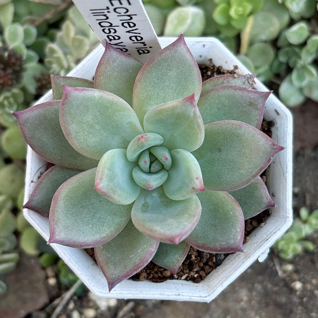 21.【札付き】二瓶リンゼアナ ニヘイリンゼアナ カクタスブライト 多肉植物