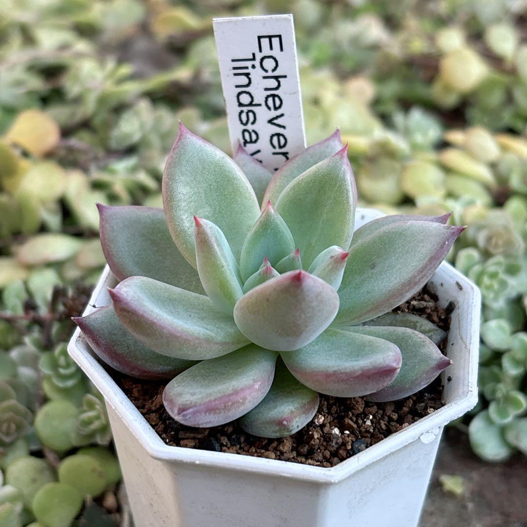 21.【札付き】二瓶リンゼアナ ニヘイリンゼアナ カクタスブライト 多肉植物