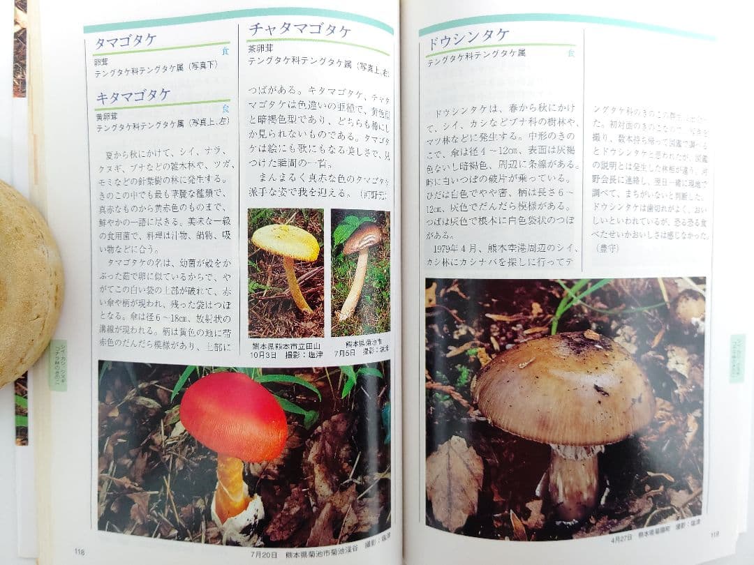 『熊本のきのこ』きのこ図鑑 稀覯本