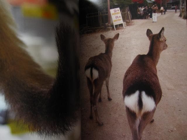 PHOTO ZOO BOOK KOHNOSUKE SAKAZAKI　坂崎幸之助