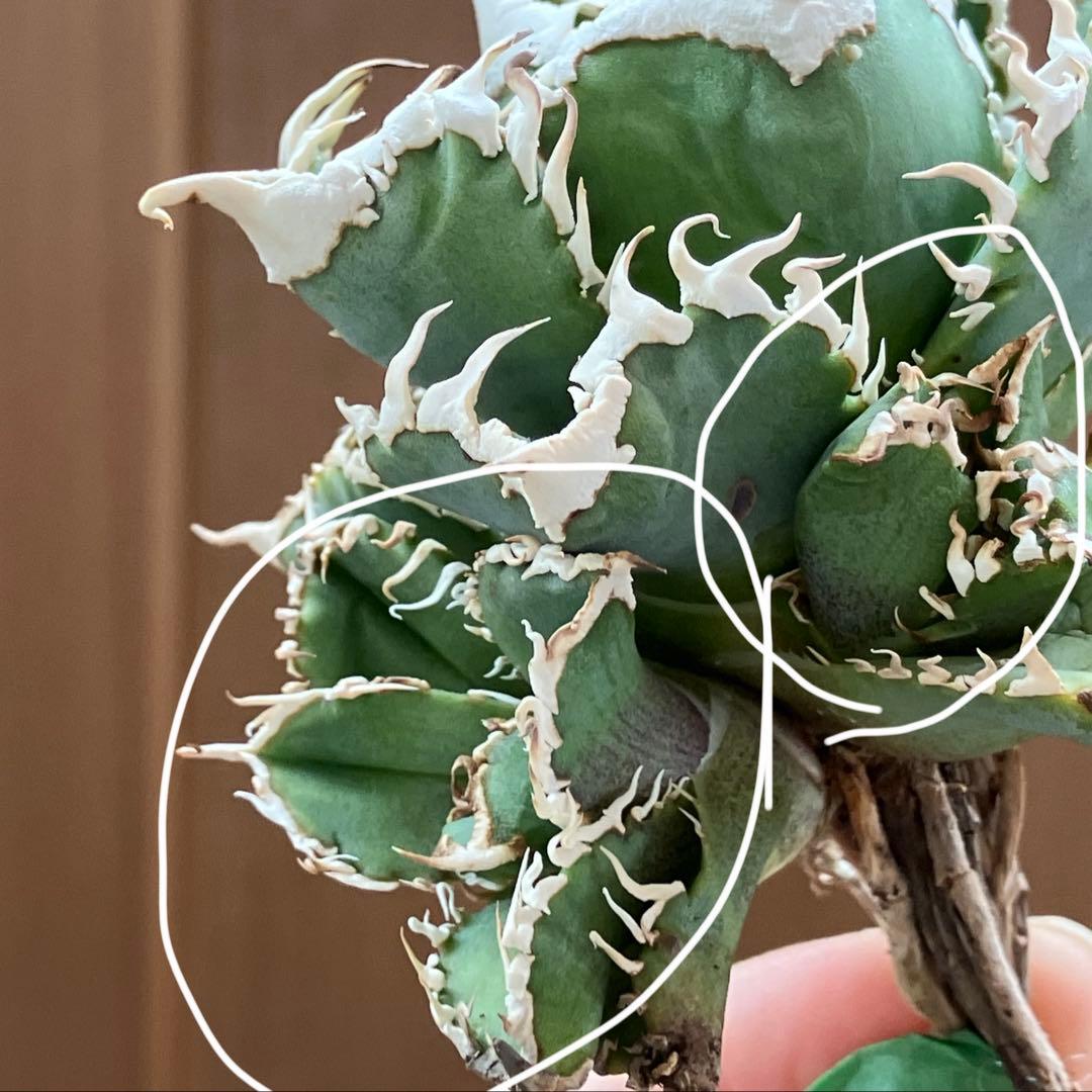 お*ん様 超選抜【オークション】④ 極太棘　子株3株付き　アガべ　白豪刺　TC