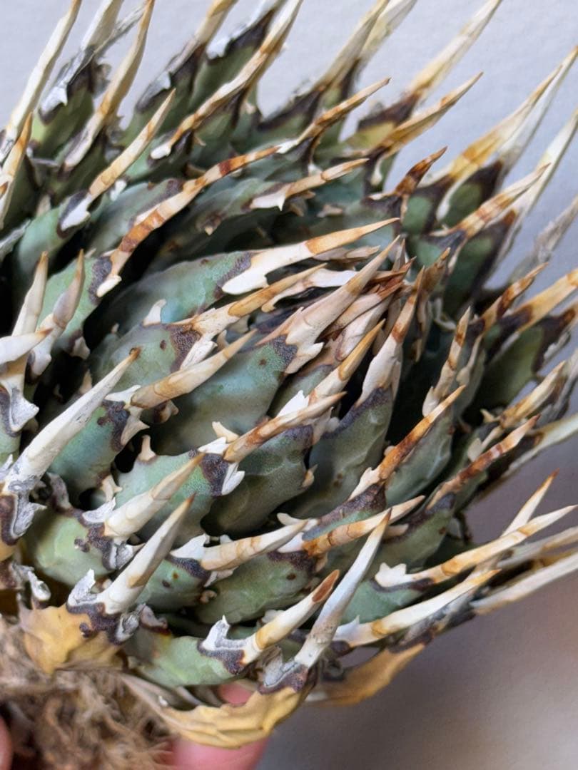 アガベ　ユタエンシス　エボリスピナ　良型　裏刺