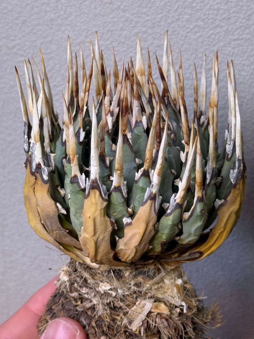 アガベ　ユタエンシス　エボリスピナ　良型　裏刺