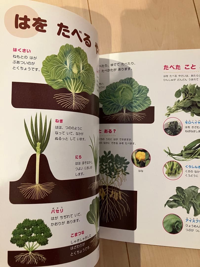 新版　ふれあいしぜん図鑑　春夏秋冬　Gakken 小学校受験　幼稚園受験　季節