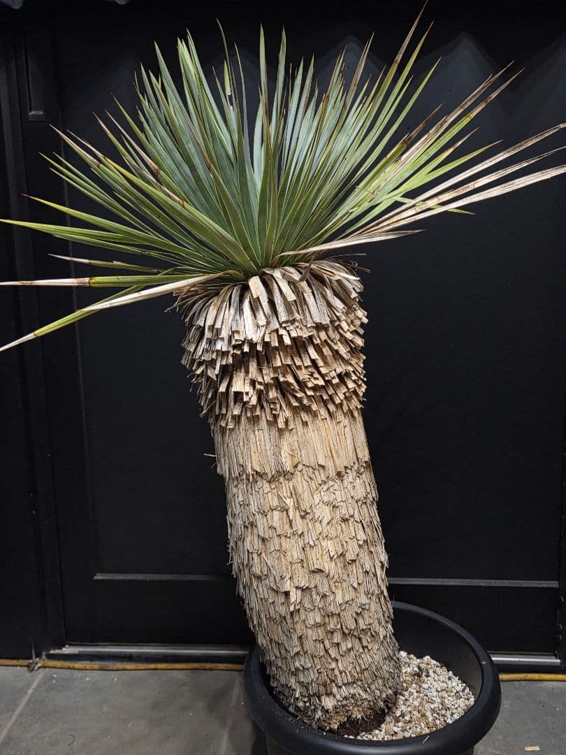 専用出品 リピ特割 ユッカロストラータ (ま)