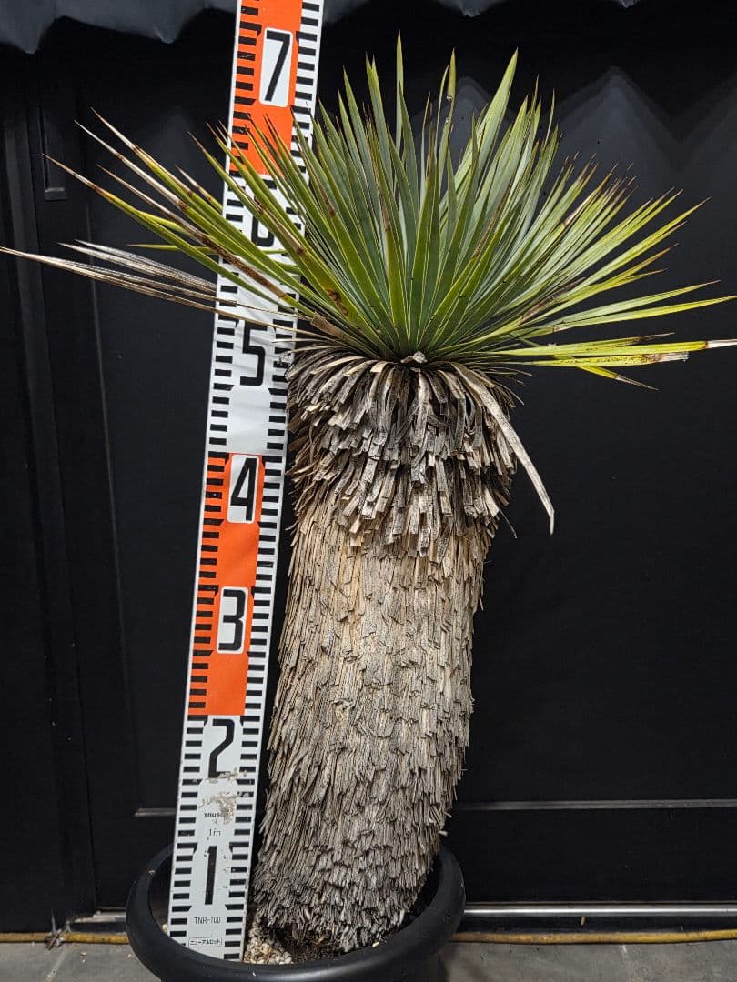 専用出品 リピ特割 ユッカロストラータ (ま)