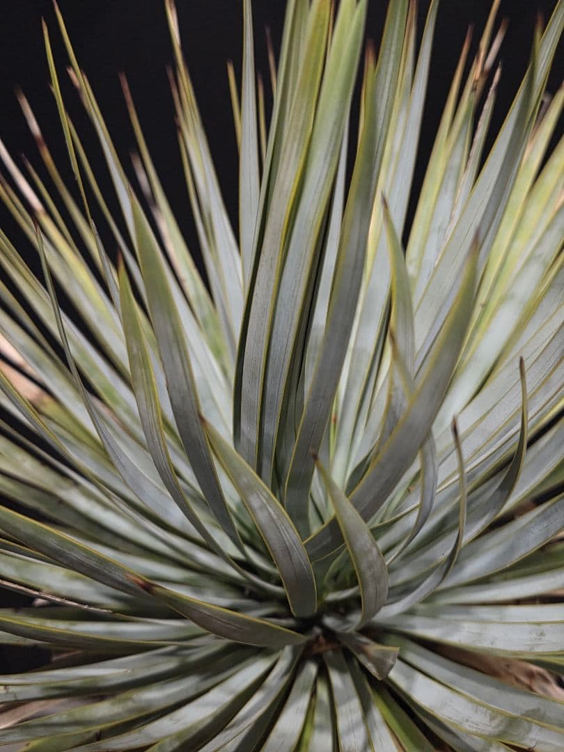 専用出品 リピ特割 ユッカロストラータ (ま)