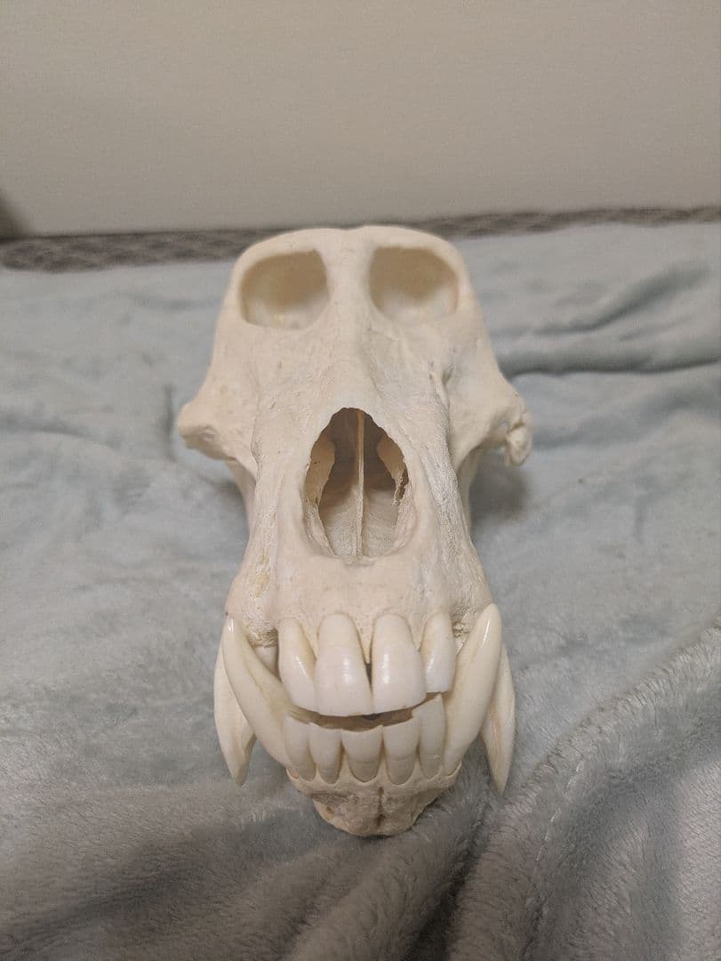 スナ刈 チャクマヒヒ 頭骨 剥製 骨格標本