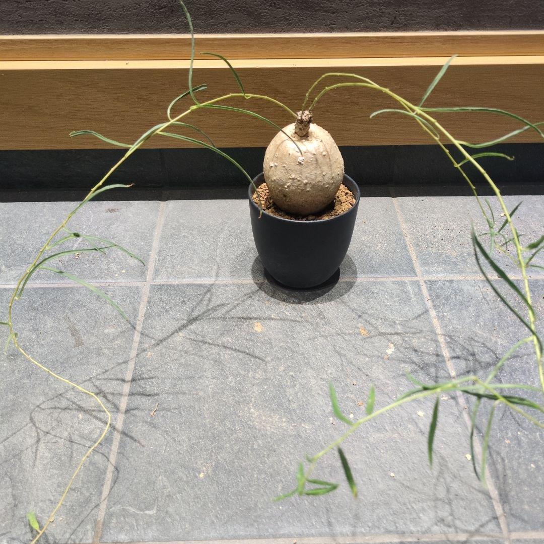 保*)様 イポメア ボルシアーナ 　​コーデックス 　塊根植物　珍奇植物　ビザー